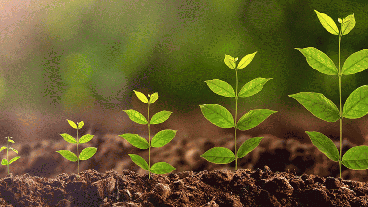 Growing Where God Plants Us - The Light of Christ Journey